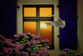 tint your home windows karalee